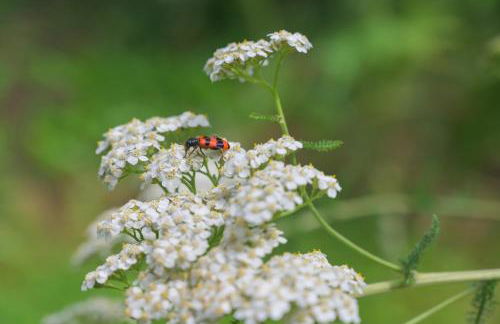 Colmar Friends and Familly guest home - ALL INCLUSIVE - COLMAR Gare - Jardin - Combles et Vous - Foto 79