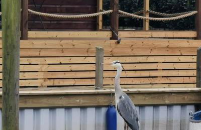 River Bay - Norfolk Broads - Foto 17