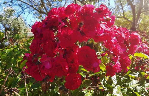 Casa das 3 Palmeiras - Foto 53