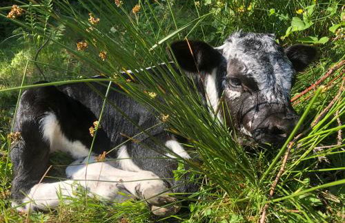 Gîte du dahu barbu - Foto 9