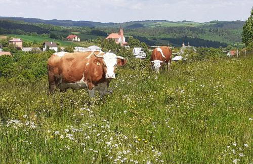 Karolówka Nad Osławą - Foto 24