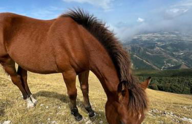 Casa Vacanze Emily nel parco del Monte Cucco - Foto 29