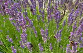 Ferienwohnung am Netzener See - Foto 11