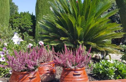 El jardín de la abuela - Foto 50