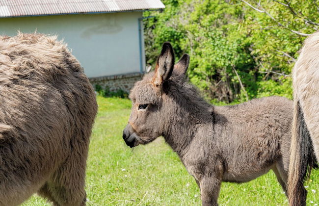 Ranch Stojnšek House With Sauna - Foto 26