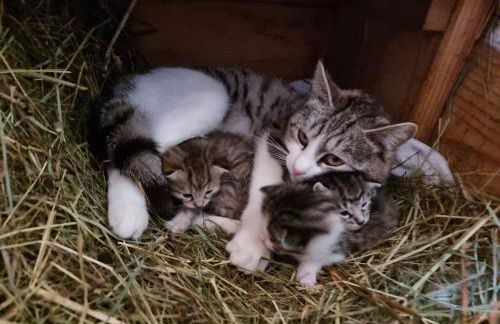 Apartment Himmelreichhof - Foto 74