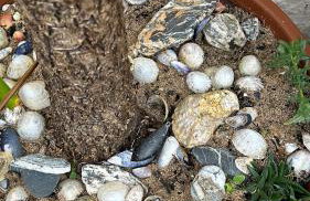 Little Jem Harlyn Bay near 7 Bays - Foto 20