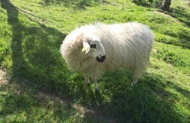 Casa rural Quinta de los Almiares - Foto 36