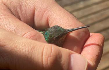 Casa de campo com muito verde e paz, 2 quartos, Wi-Fi, churrasqueira, deck, trilha - Foto 20