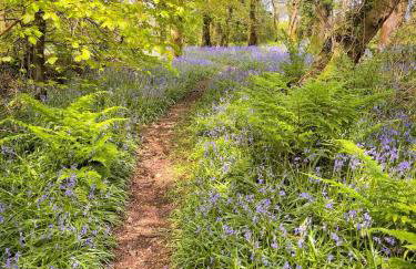 HiveAway - Hot Tub - Carmarthenshire - Pembrokeshire - Foto 14