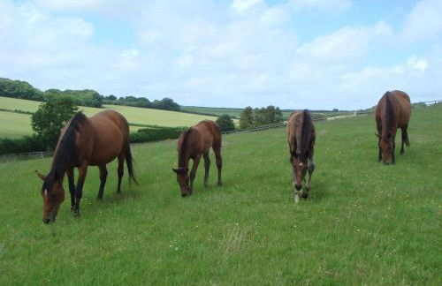 Yellowham Farm, Dorchester - Photo 70