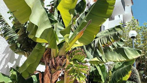 Nora Velha T1 - Foto 2