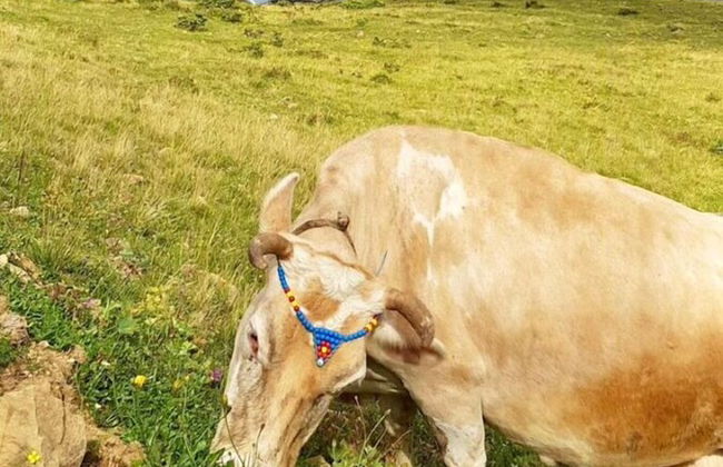 Dereli Suit Apart - Foto 49