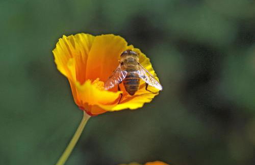 Lippenhof - Unter der Linde - Foto 28