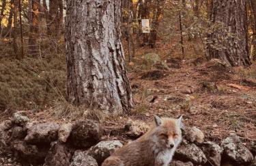 Woods Etna Chalet - Photo 54