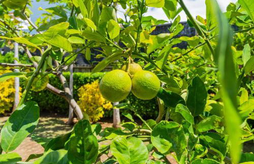 1730 Kaleka 4 Bed Poipu House, Guest House walk to Beach - Foto 43