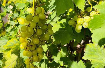 Gościniec Zacisze w Kłodnicy - Foto 30