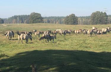 Calm House Krzynia - dom nad jeziorem do wynajęcia - Foto 40