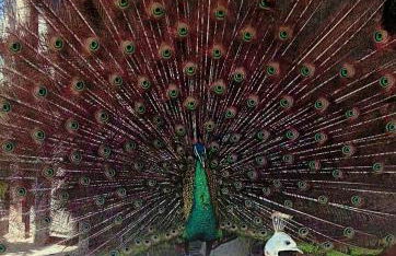 Agriturismo Dolcetna - Foto 55