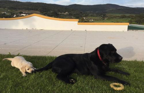 Cabeças do Reguengo - Foto 67