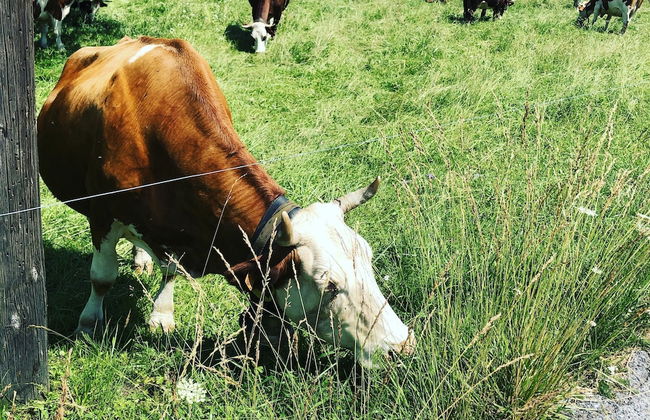 Le Floralp - Foto 38