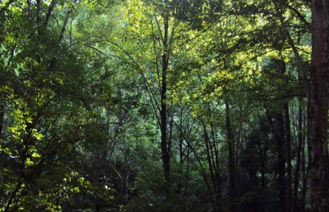 Holiday Home in Ortignano - Foto 37