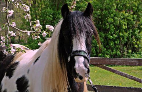 Ferienwohnung Tiererlebnishof Obermühle - Foto 10