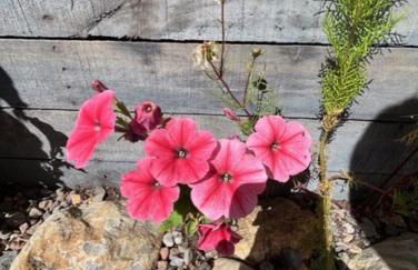 The Wee Hoose near Loch Ness, private garden, private parking - Foto 9