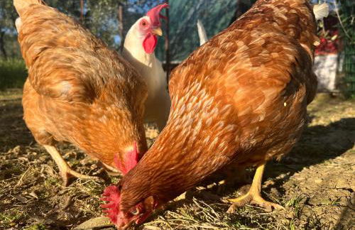 Agriturismo IL VIAIO - Foto 99