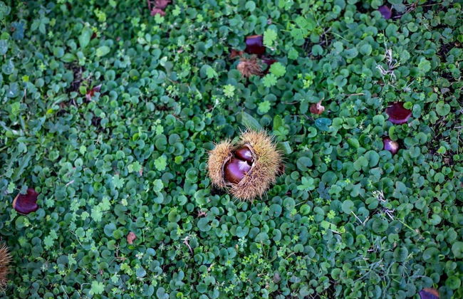 All Seasons Guest House - Foto 1