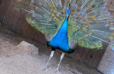 Les Perruchons ancienne grange rénovée avec soin - Foto 48