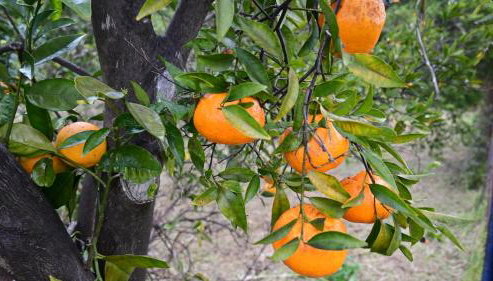 The Olive Tree - Photo 4, Garden view