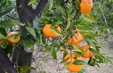 The Olive Tree - Photo 4