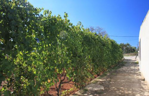 Apartments with a parking space Ugljan - 8416 - Foto 13