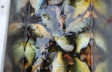 Charming Cedaroma 3 Lakefront amazing views - Photo 19