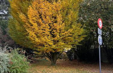 Champions Deluxe - Foto 17