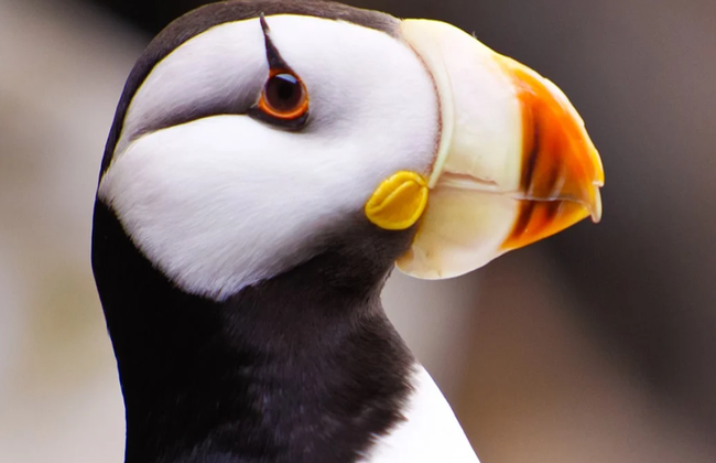 Captain's Choice National Park Tour - Foto 8