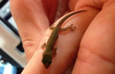 Hau'oli Place Tiki Cottage in Volcano - Foto 13