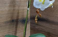 Seaview Luxury Apartment with private parking - Photo 41