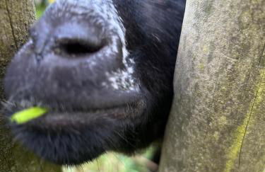 Romantikhütte Winterberg-Willingen - Foto 32