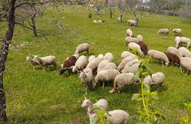 Rustic Terrace2 Bedrooms Farm House - Foto 63