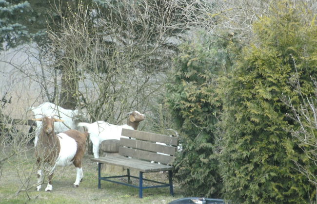 Charming Apartment in Morbach Germany With Terrace - Foto 63