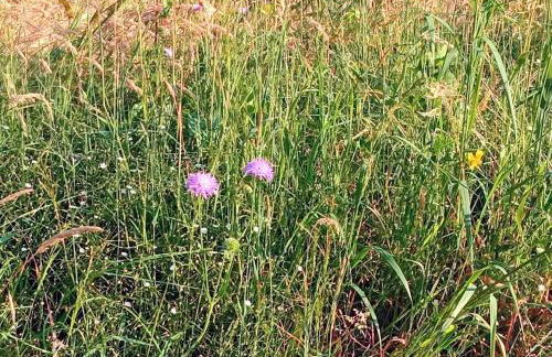 Maison à l'ancienne avec grand terrain , animaux bienvenus - Foto 70