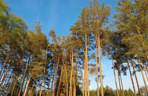 Domek w Borach Tucholskich - Wycinki - Foto 28