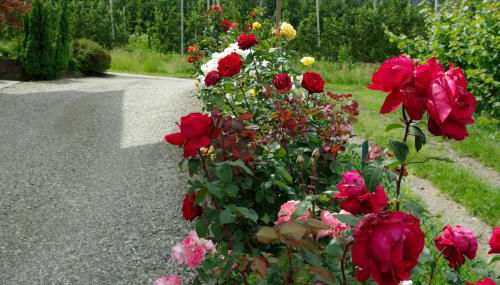 Haus Sonnegg - Foto 5, Garden