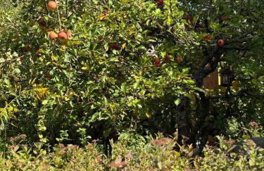 Am Himmelreich - Foto 5