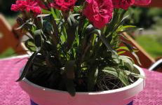 Leśny Domek - Foto 56