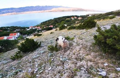 Mila's pet friendly holiday house with private beach place and sunbeds included - Photo 21