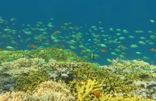 Maha Nusa Menjangan - Foto 40