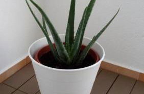 Apartamentos Dom Henrique - Foto 7